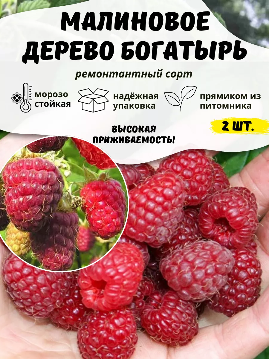 Саженцы Малины...