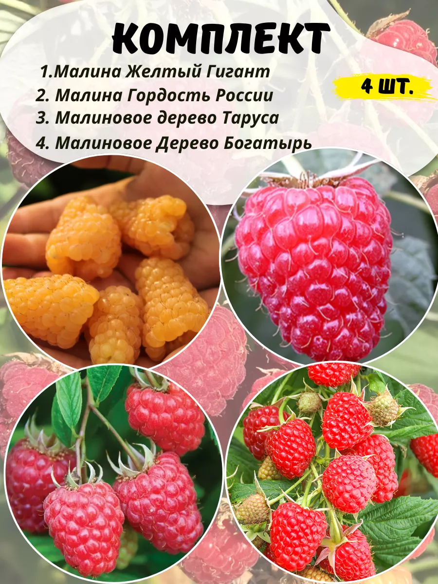 Саженцы Малины Бесшипной...