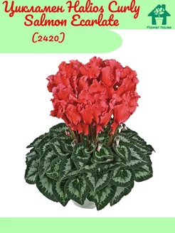 Цикламен Halios Curly Salmon Ecarlate(2420) Flower House 258182234 купить за 549 ₽ в интернет-магазине Wildberries