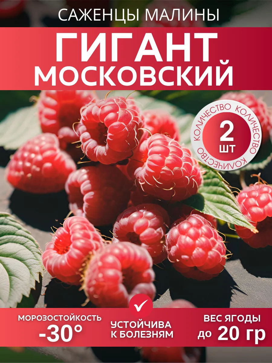 Саженцы малины Московский...