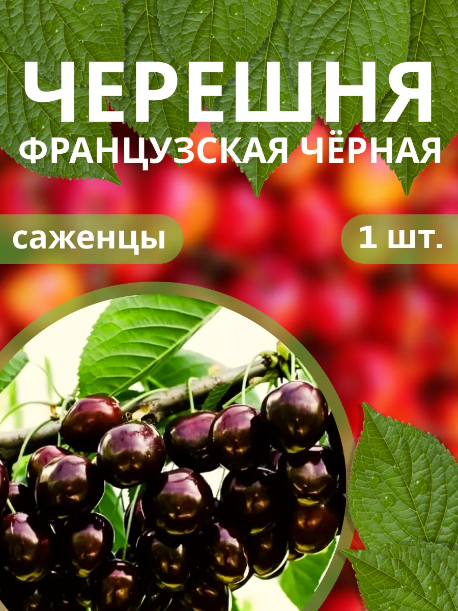 Саженцы Черешни...