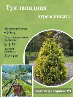 Туя западная Ауреоспиката