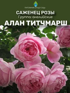 Саженцы розы Алан Титчмарш Питомник Чудо сад 258363453 купить за 453 ₽ в интернет-магазине Wildberries