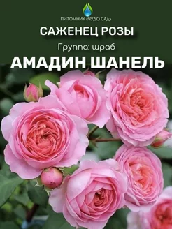 Саженцы розы Амадин Шанель Питомник Чудо сад 258366499 купить за 441 ₽ в интернет-магазине Wildberries