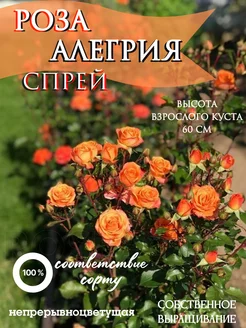 Саженцы Роза Алегрия спрей Флора Фантазий 258368546 купить за 599 ₽ в интернет-магазине Wildberries