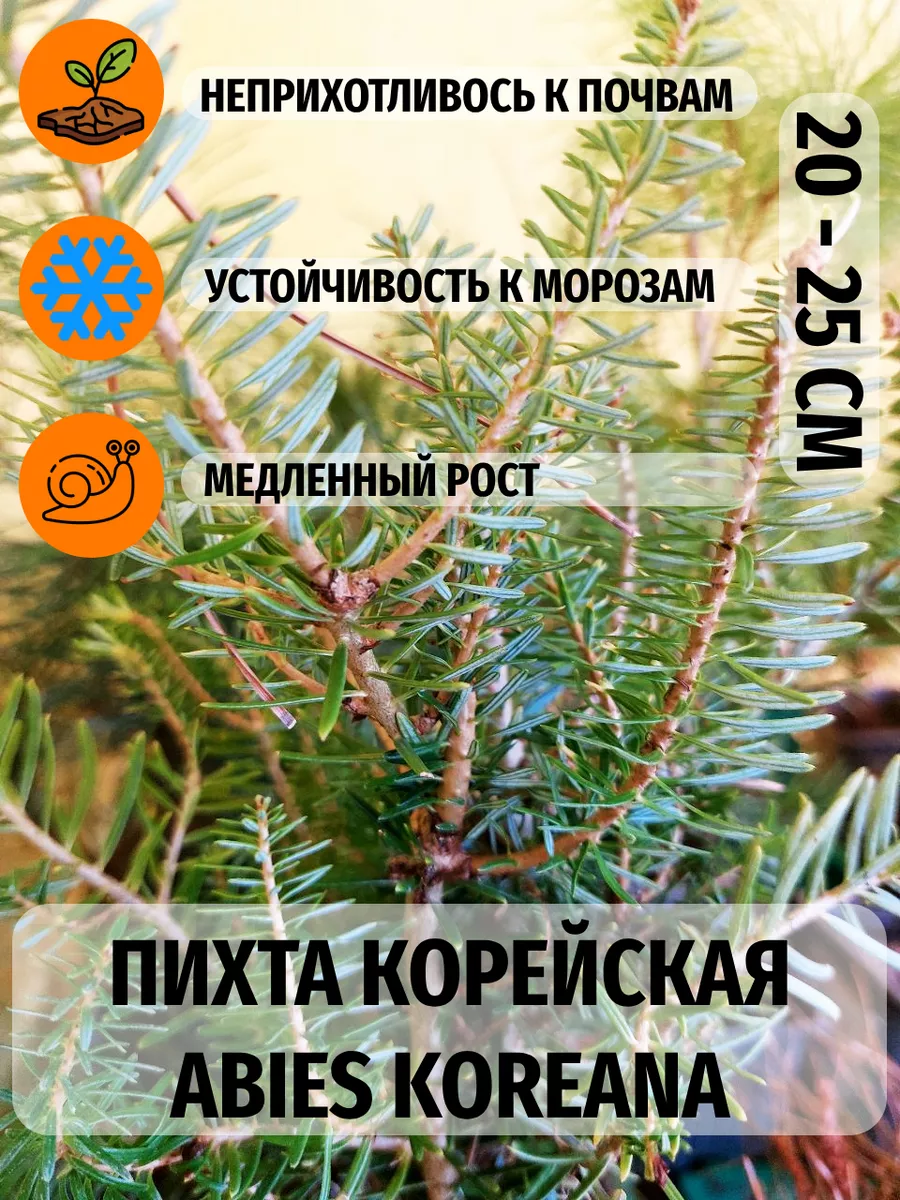 Пихта...