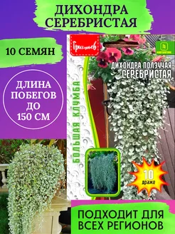 Семена Дихондра серебристая