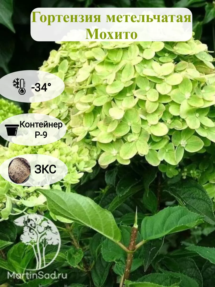 Гортензия метельчатая...