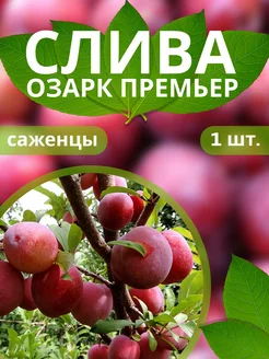 Саженцы Слива Озарк Премьер ЮГ САД 258733955 купить за 377 ₽ в интернет-магазине Wildberries