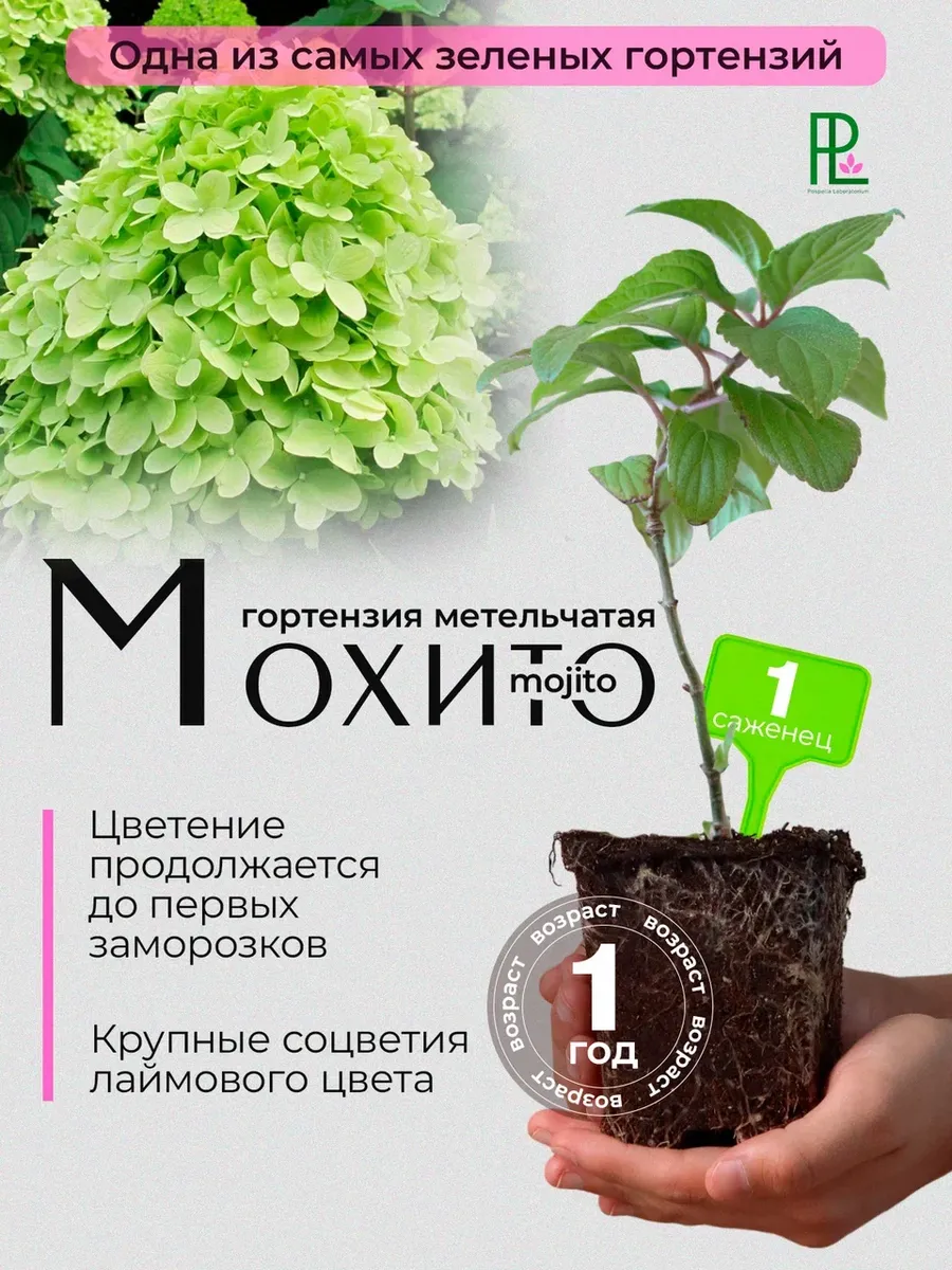 Гортензия саженец Мохито Р9