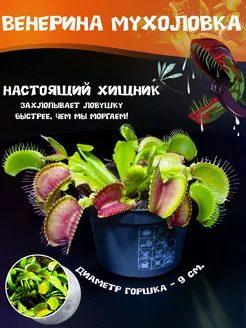 Венерина Мухоловка Д9см, Дионея, хищное растение flowerrr 258844113 купить за 1 391 ₽ в интернет-магазине Wildberries