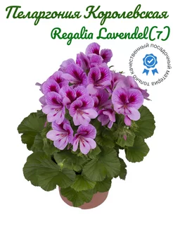 Пеларгония Королевская Regalia Lavendel(7) Цветочный склад 258856985 купить за 721 ₽ в интернет-магазине Wildberries