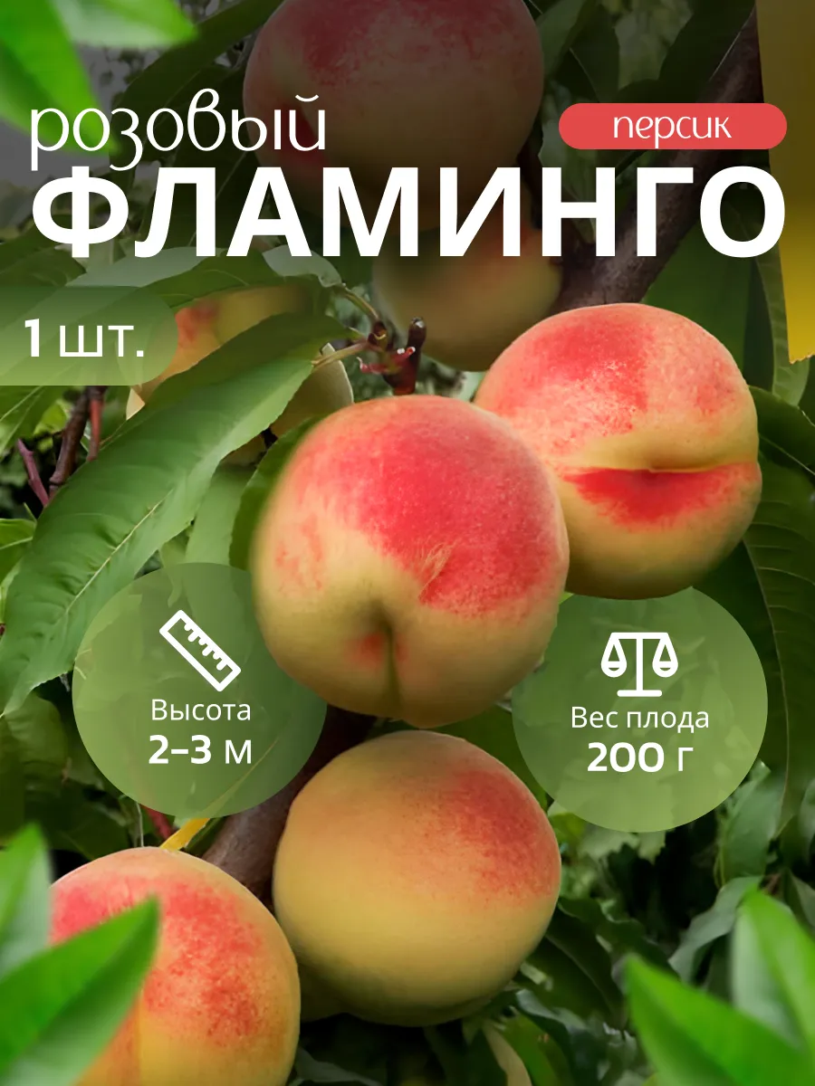 Саженец Персик Розовый...