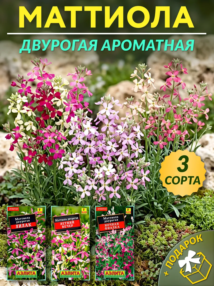 Семена маттиолы