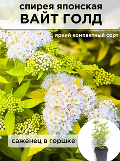 Спирея японская Вайт Голд в 0,5 л горшке Саженцы питомника ЗаказВсад 259039303 купить за 428 ₽ в интернет-магазине Wildberries
