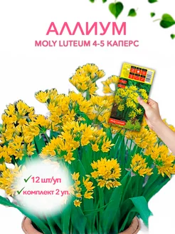 Аллиум MOLY LUTEUM 4-5 каперс 12шт уп, комплект 2 упаковки