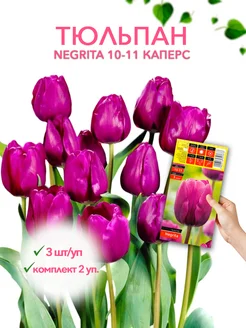 Тюльпан NEGRITA 10-11 каперс 3шт уп, комплект 2 упаковки