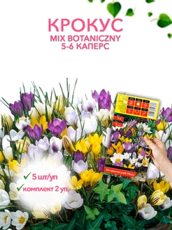 Крокус MIX BOTANICZNY 5-6 каперс 5шт уп, комплект 2 уп