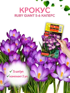 Крокус RUBY GIANT 5-6 каперс 5шт уп, комплект 2 упаковки