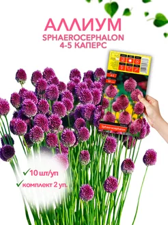 Аллиум SPHAEROCEPHALON 4-5 каперс 10шт уп, комплект 2 уп