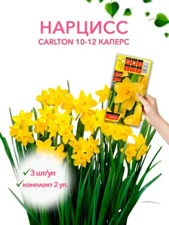 Нарцисс CARLTON 10-12 каперс 3шт уп, комплект 2 упаковки