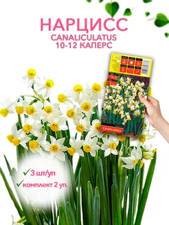 Нарцисс CANALICULATUS 10-12 каперс 3шт уп, комплект 2 уп