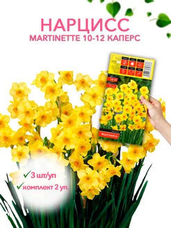 Нарцисс MARTINETTE 10-12 каперс 3шт уп, комплект 2 упаковки