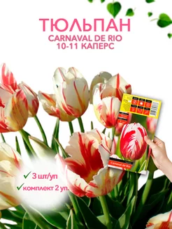 Тюльпан CARNAVAL DE RIO 10-11 каперс 3шт уп, комплект 2 уп