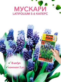 Мускари LATIFOLIUM 5-6 каперс 8шт уп, комплект 2 упаковки