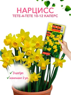 Нарцисс TETE-A-TETE 10-12 каперс 3шт уп, комплект 2 упаковки