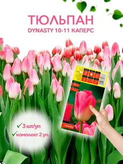 Тюльпан DYNASTY 10-11 каперс 3шт уп, комплект 2 упаковки