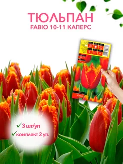 Тюльпан FABIO 10-11 каперс 3шт уп, комплект 2 упаковки