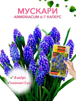 Мускари ARMENIACUM 6-7 каперс 8 шт уп, комплект 2 упаковки