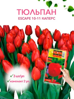 Тюльпан ESCAPE 10-11 каперс 3шт уп, комплект 2 упаковки