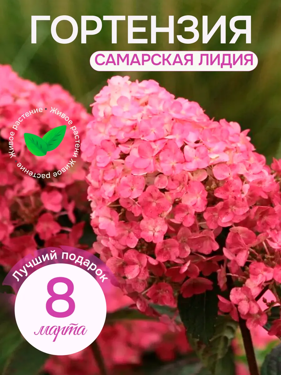 Саженцы Гортензии...