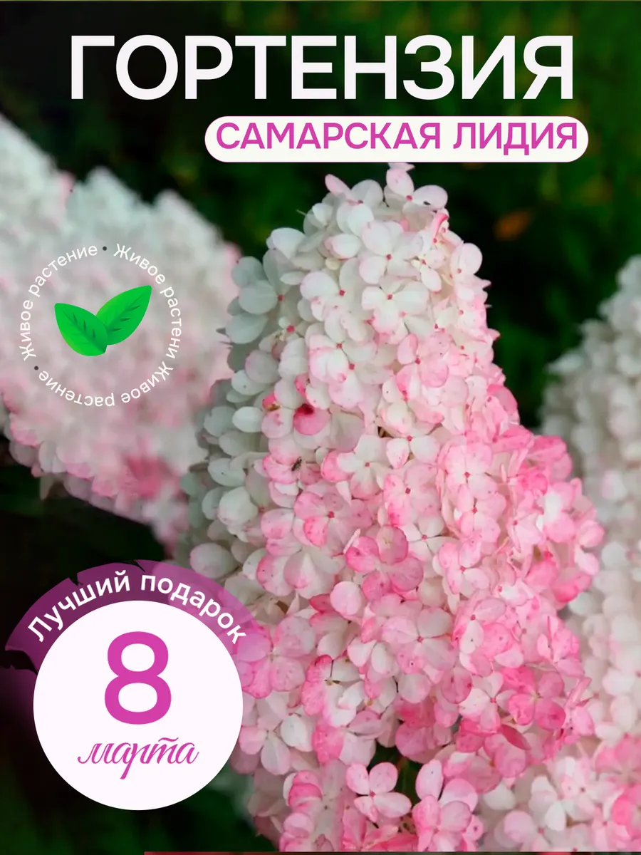 Саженцы Гортензии...