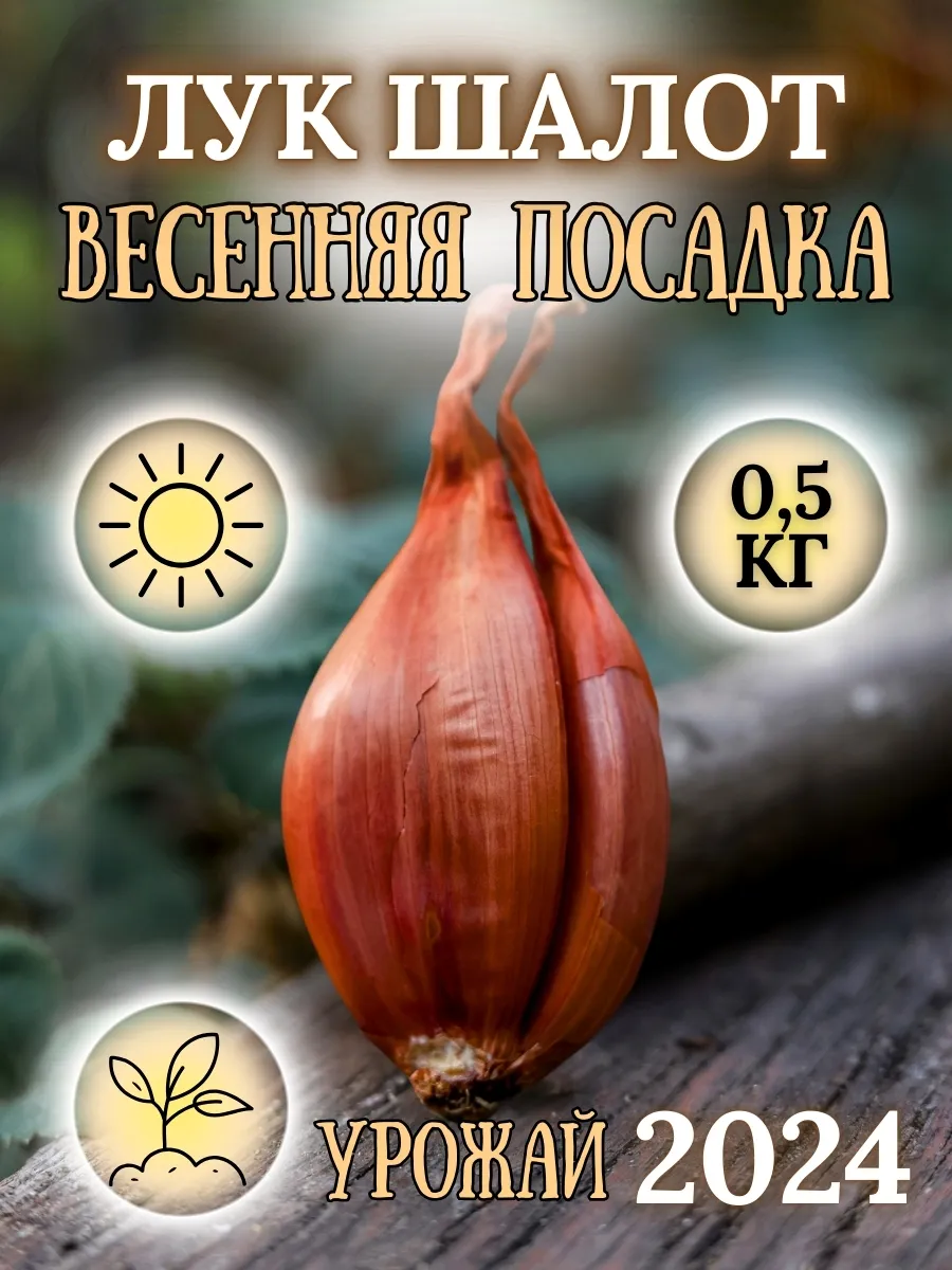 Лук севок Шалот озимый 0,5 кг