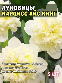 Нарциссы луковицы (5 шт) Оранжерея 259284866 купить за 251 ₽ в интернет-магазине Wildberries