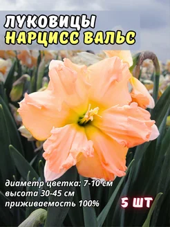 Нарциссы луковицы (5 шт) Оранжерея 259284868 купить за 280 ₽ в интернет-магазине Wildberries