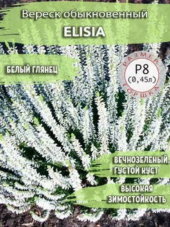 Вереск обыкновенный Elisia Садовые Растения 259406313 купить за 462 ₽ в интернет-магазине Wildberries