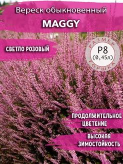 Вереск обыкновенный Maggy Садовые Растения 259473164 купить за 462 ₽ в интернет-магазине Wildberries