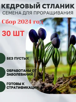 Семена кедровый стланик хвойная сосна Душа Сибири 259474046 купить за 237 ₽ в интернет-магазине Wildberries