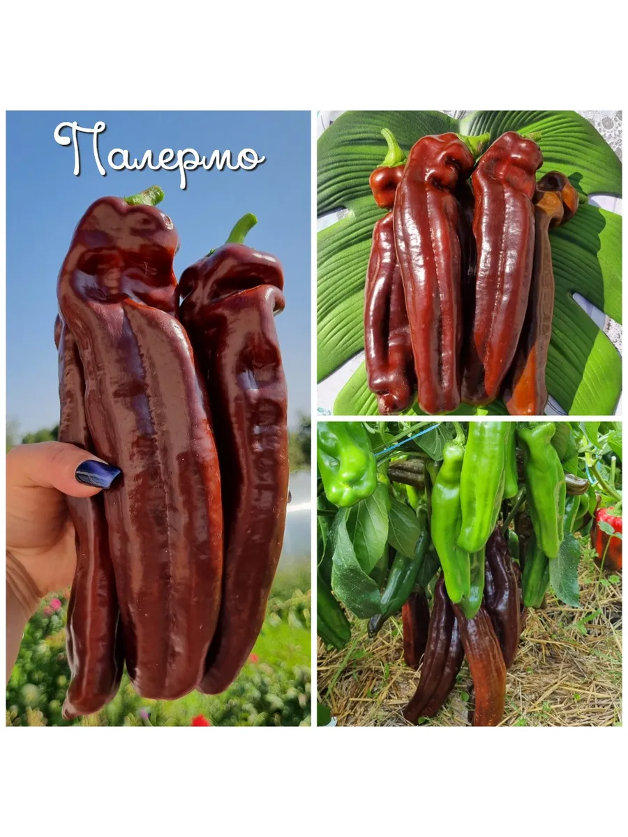 Купить Семена Палермо
