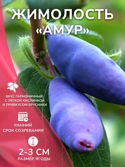 Саженец жимолости Амур Garden Seasons 259545914 купить за 401 ₽ в интернет-магазине Wildberries