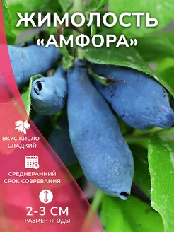 Саженец жимолости Амфора Garden Seasons 259547040 купить за 401 ₽ в интернет-магазине Wildberries