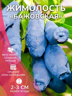 Саженец жимолости Бажовская Garden Seasons 259547435 купить за 401 ₽ в интернет-магазине Wildberries