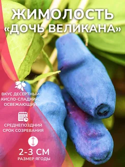 Саженец жимолости Дочь Великана Garden Seasons 259549175 купить за 401 ₽ в интернет-магазине Wildberries