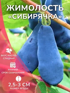 Жимолость саженец Сибирячка Garden Seasons 259551925 купить за 401 ₽ в интернет-магазине Wildberries