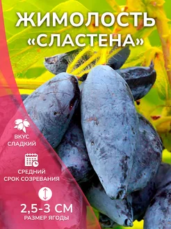 Жимолость саженец Сластена Garden Seasons 259552722 купить за 401 ₽ в интернет-магазине Wildberries