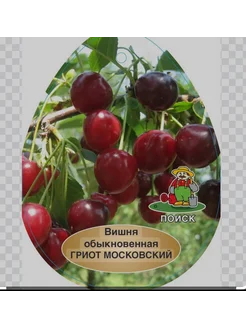 Вишня Гриот Московский Плодовый Сад 259588971 купить за 380 ₽ в интернет-магазине Wildberries